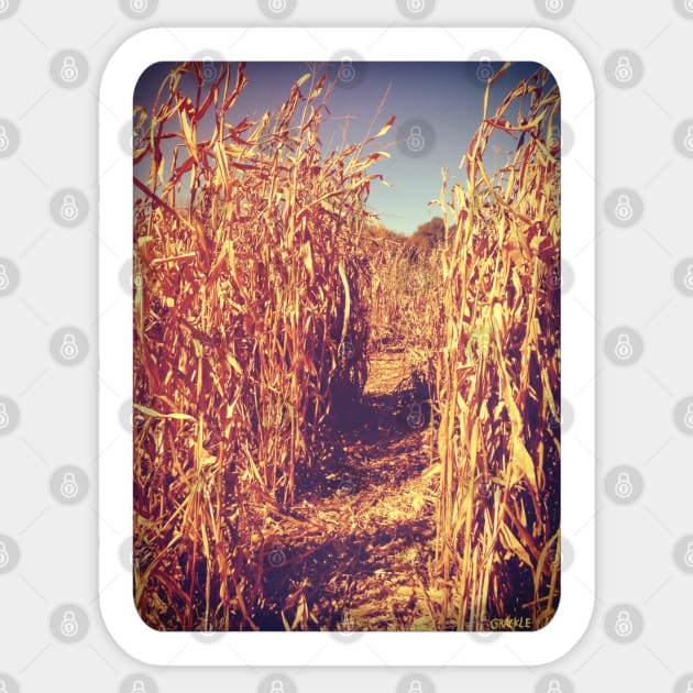 Lost In the Corn Maze Sticker by Jan Grackle